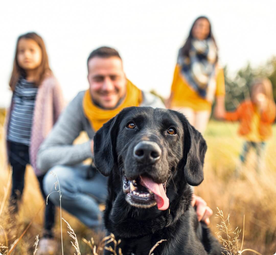 Técnicas para mejorar la salud mental de perros en Reus ESCU DOG